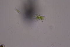 Ankistrodesmus densus