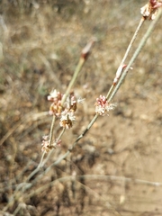 Eriogonum elongatum