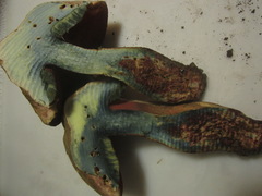 Rubroboletus pulcherrimus