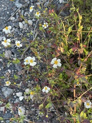 Bidens odorata
