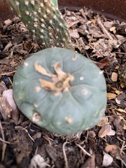 Lophophora williamsii