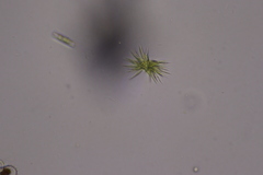 Ankistrodesmus densus