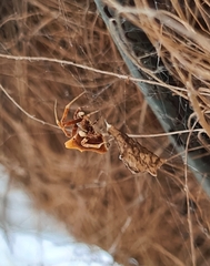 Philoponella congregabilis