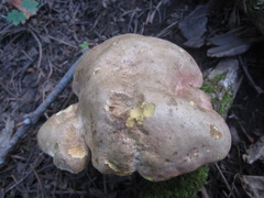 Rubroboletus pulcherrimus