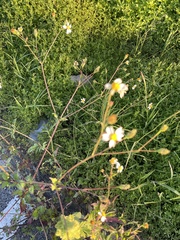 Bidens odorata