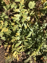 Ligusticum grayi