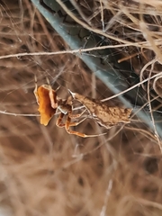 Philoponella congregabilis