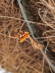 Philoponella congregabilis