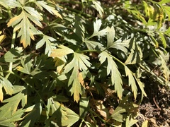 Ligusticum grayi