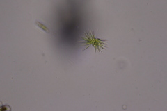 Ankistrodesmus densus