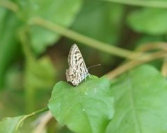 Leptotes