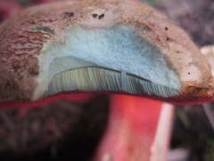Rubroboletus pulcherrimus
