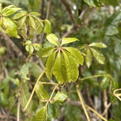 Schefflera digitata