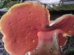 Rubroboletus pulcherrimus