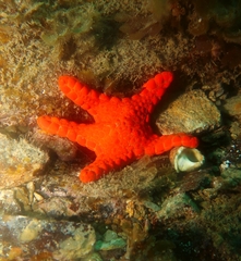Pentagonaster duebeni