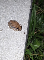 Litoria rubella