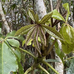 Schefflera digitata