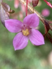 Boronia gracilipes
