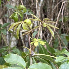 Schefflera digitata