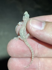 Hemidactylus parvimaculatus