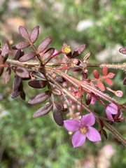 Boronia gracilipes