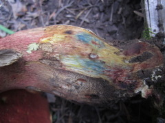 Rubroboletus pulcherrimus