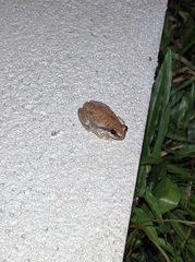 Litoria rubella