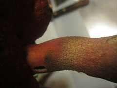 Rubroboletus pulcherrimus