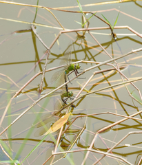 Anax parthenope julius