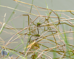 Anax parthenope julius