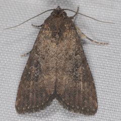 Condica