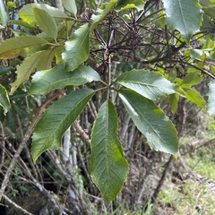 Pseudopanax arboreus