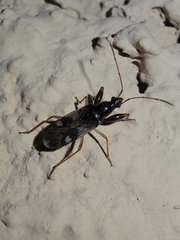 Pseudopamera nitidula