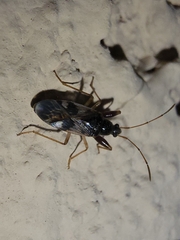 Pseudopamera nitidula