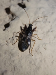 Pseudopamera nitidula