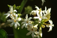 Jasminum
