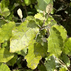 Brachyglottis repanda