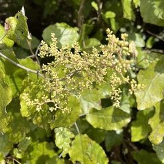 Brachyglottis repanda