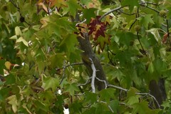 Leiothlypis celata