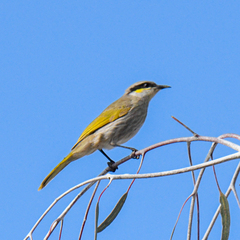 Gavicalis virescens