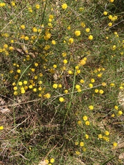Acacia brownii