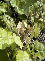 Brachyglottis repanda