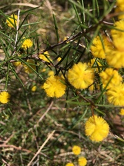 Acacia brownii