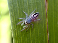 Opisthoncus sexmaculatus