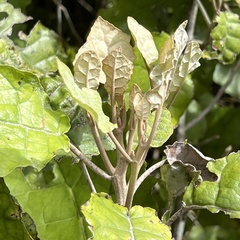 Brachyglottis repanda