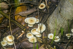 Lepiota rubrotinctoides