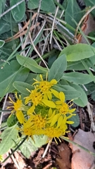 Solidago virgaurea
