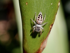 Opisthoncus sexmaculatus