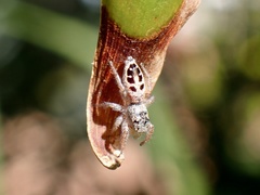 Opisthoncus sexmaculatus