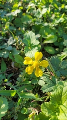 Potentilla